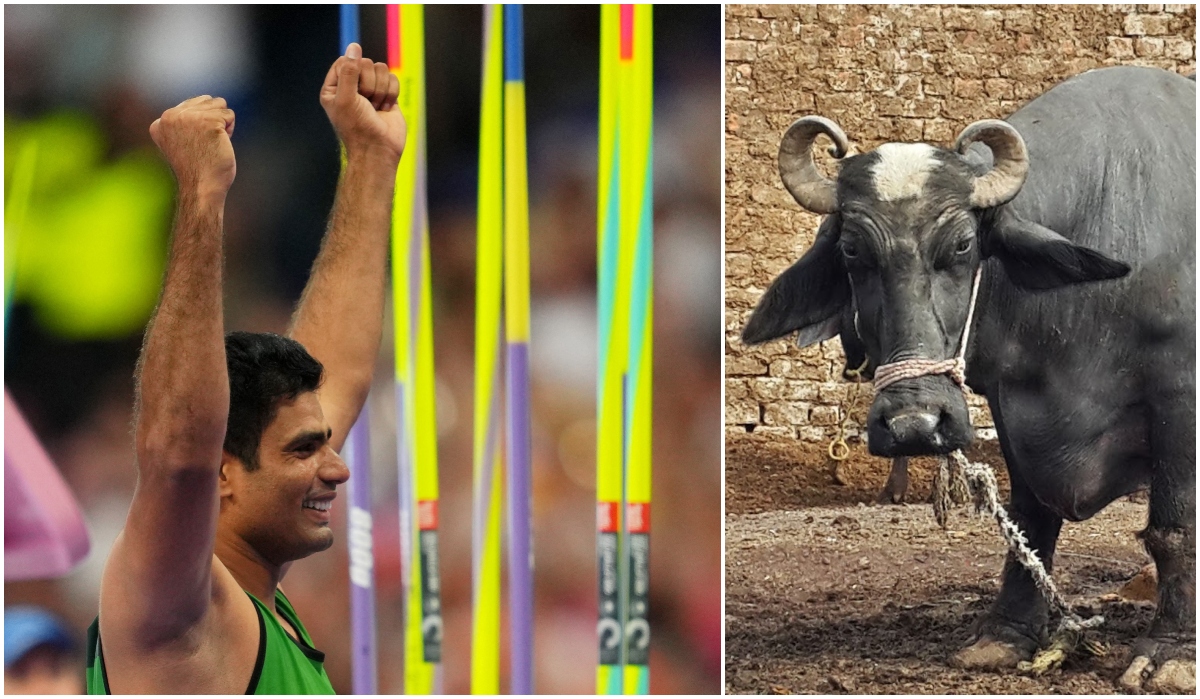Pakistan's gold medal-winning javelin thrower Arshad Nadeem will get a buffalo from his father-in-law  as a present